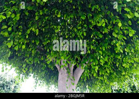 Lebhaft grünes Laub, Baldachin eines frischen grünen Baumes mit vielen kleinen Blättern, Low-Angle-Bild. Stockfoto