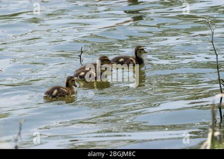 Ein vierköpfiges Quartett, süß, fuzzy, Daunen bedeckt Mallard Entchen schwimmen zusammen über die Oberfläche eines Sees an einem sonnigen Frühlingsnachmittag. Stockfoto