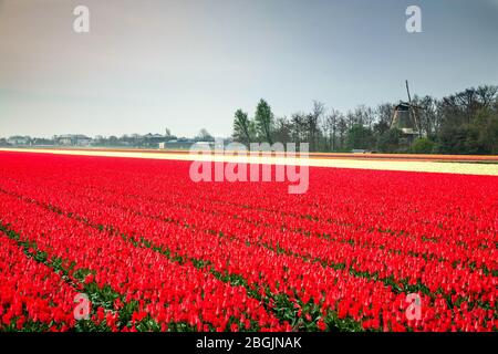 Windmühle und kommerzielles Tulpenfeld in der Nähe von Lisse, Niederlande Stockfoto