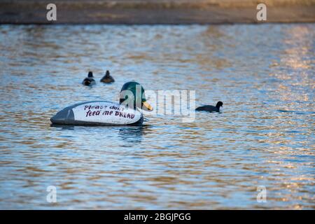 Glasgow, Großbritannien. April 2020. Im Bild: Riesiges Modell einer Ente in der Mitte des Teiches, die die Leute im Park bittet, ‘BITTE FÜTTERT MICH NICHT BROT“ Quelle: Colin Fisher/Alamy Live News Stockfoto