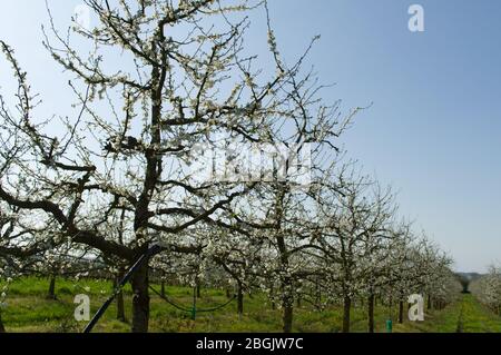 Blüte auf Pflaumenbäumen (Pflaumen) im Frühjahr, Lot-et-Garonne, Frankreich Stockfoto