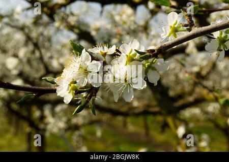 Blüte auf Pflaumenbäumen (Pflaumen) im Frühjahr, Lot-et-Garonne, Frankreich Stockfoto