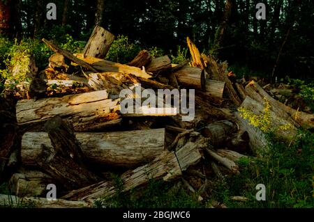 Haufen von vergessenen Baumstämmen in einem Wald in der Abendsonne. Stockfoto