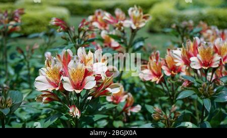 Nahaufnahme von Orangenblüten im Blumengarten Stockfoto