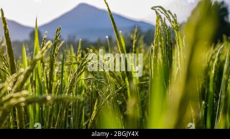 Nahaufnahme von grünem Reis in den Reisfeldern mit schönem Morgentau, wenn die Sonne auf dem Land aufgeht Stockfoto