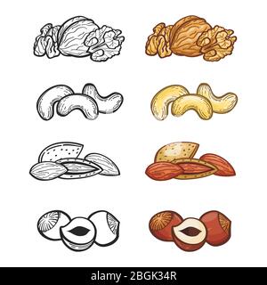 Satz Skizzenmutter. Illustration der Gruppe von beliebten Nüssen. Konturlinie und Farbe Muttern Vektor gesetzt Stock Vektor
