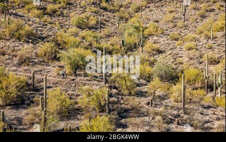 Ein Mountainbiker auf einem Trail im Apache Wash-Abschnitt des Phoenix Sonoran Desert Preserve in North Phoenix, Arizona, USA. Stockfoto