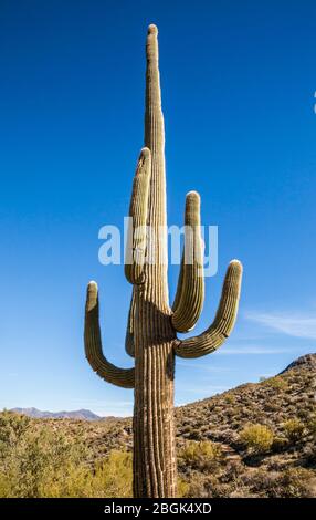 Ein großer saguaro Kaktus im Apache Wash Teil des Phoenix Sonoran Desert Preserve, North Phoenix, Arizona, USA. Stockfoto