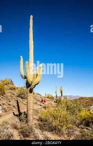 Ein großer saguaro Kaktus und zwei Tage Wanderer entlang eines Pfades in der Apache Wash-Teil der Phoenix Sonoran Desert Preseve, North Phoenix, Arizona, USA. Stockfoto