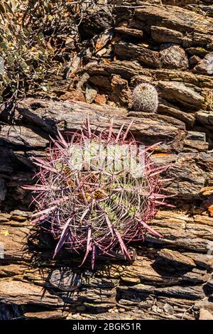 Fass Cactus Nahaufnahme, Phoenix Sonoran Preserve, Arizona, USA. Stockfoto