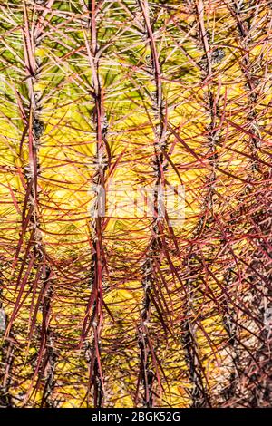 Fass Cactus Nahaufnahme, Phoenix Sonoran Preserve, Arizona, USA. Stockfoto