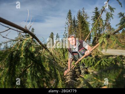 Wehrheim, Deutschland. April 2020. Thomas Götz, stellvertretender Leiter der Weilrod Forstbehörde, steht in einer gefallenen Fichte. Die hessischen Wälder waren stark von Sturm, Dürre und Schädlingen betroffen. Infolgedessen gibt es ein Überangebot an Holz, und der Preis für diesen Rohstoff ist stark gefallen. (Um dpa 'Clear-cutting in der Taunus-Region ist, um Rindenkäfer verlangsamen') Quelle: Andreas Arnold/dpa/Alamy Live News Stockfoto