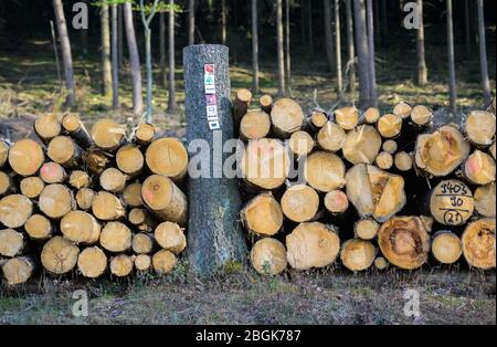 Wehrheim, Deutschland. April 2020. Am Waldrand liegen aufgetürmte Baumstämme. Die hessischen Wälder waren stark von Stürmen, Dürren und Schädlingen betroffen. Infolgedessen gibt es ein Überangebot an Holz und der Preis für diesen Rohstoff ist stark gefallen. Quelle: Andreas Arnold/dpa/Alamy Live News Stockfoto