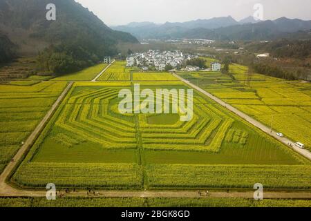 Eine Luftaufnahme eines riesigen Bagua, auch bekannt als Pa Kua, acht Symbole in der taoistischen Kosmologie, aus Blumen auf einem Feld der Blüte ausgestellt Stockfoto