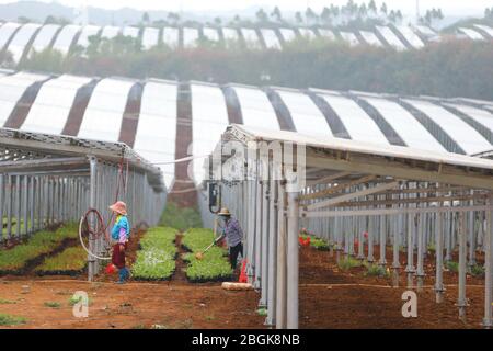 Die Bauern arbeiten unter Reihen von Solarmodulen, die im Feld der Stadt Haikou, südchinesische Provinz Hainan, 28. Februar 2020, aneinanderreihen. Photovoltaik agricult Stockfoto
