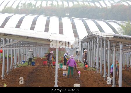 Die Bauern arbeiten unter Reihen von Solarmodulen, die im Feld der Stadt Haikou, südchinesische Provinz Hainan, 28. Februar 2020, aneinanderreihen. Photovoltaik agricult Stockfoto