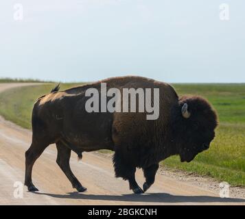 Bison überquert Dirt Road in Badlands Stockfoto