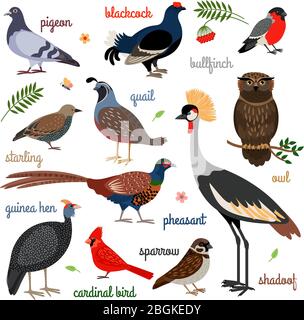 Vektorvogelsymbole. Farbenfrohe, realistische Vögel. Eule und Fasan, Gimpel und Kran Stock Vektor