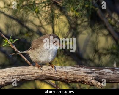 Das Erwachsene Weibchen Superb Fairywren (Malurus cyaneus) hat ein graues Grundgefieder mit einem braunen Streifen durch das Auge. Stockfoto