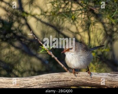 Das Erwachsene Weibchen Superb Fairywren (Malurus cyaneus) hat ein graues Grundgefieder mit einem braunen Streifen durch das Auge. Stockfoto