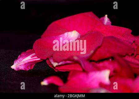 Rahmen von Rosen auf weißem Hintergrund. Flach zu legen. Stockfoto