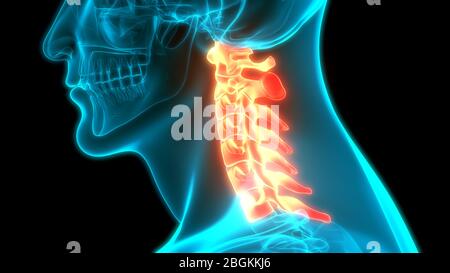 Wirbelsäule Halswirbelsäule des menschlichen Skeletts System Anatomie Stockfoto