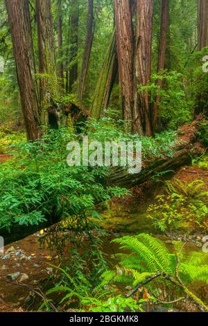 Downed Redwood, Redwood Creek, Muir Woods National Monument, Marin County, Kalifornien Stockfoto