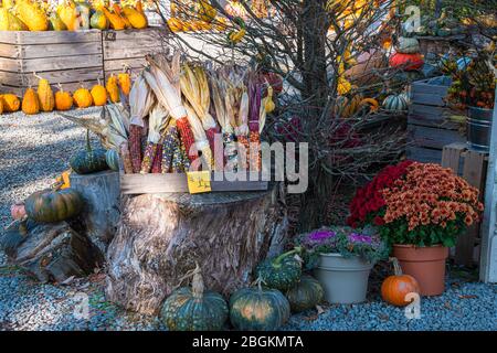 Indian Corn, Kürbisse, Gourds und Mama zum Verkauf auf der Farm Stockfoto