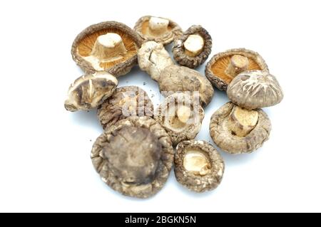 Getrocknete Shiitake Pilze auf weißem Hintergrund Stockfoto