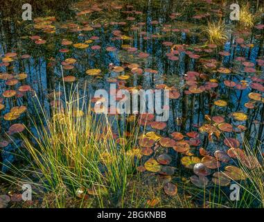 Hellhole Bay, Hellhole Bay Wilderness, Francis Marion National Forest, South Carolina Stockfoto