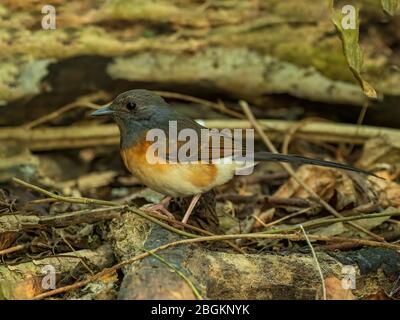 Das Weibchen White-rumped Shama (Copsychus malabaricus) hat einen dunkelgrauen Kopf und Oversenoberteile mit auffallend weißem Rumpf und schwärzlichem Schwanz. Stockfoto