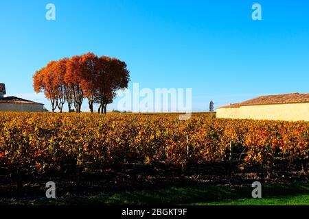 --FILE--die wunderbare Umgebung in der Herbstsaison von Ch teau Mouton Rothschild, einem Weingut, das unter den einzigen fünf Premiers Crus in Fra gelistet ist Stockfoto