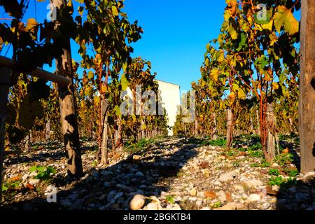 --FILE--die wunderbare Umgebung in der Herbstsaison von Ch teau Mouton Rothschild, einem Weingut, das unter den einzigen fünf Premiers Crus in Fra gelistet ist Stockfoto