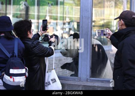 Pandas in Beijing Zoo, der nach 59-tägiger Schließung wieder eröffnet, genießen Sie die Interaktion mit Touristen, Peking, China, 23. März 2020. Touristen, die wan Stockfoto