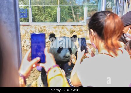 Pandas in Beijing Zoo, der nach 59-tägiger Schließung wieder eröffnet, genießen Sie die Interaktion mit Touristen, Peking, China, 23. März 2020. Touristen, die w Stockfoto