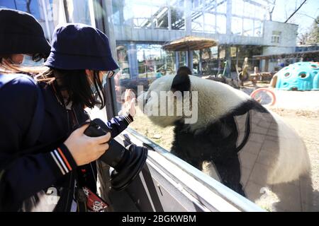 Pandas in Beijing Zoo, der nach 59-tägiger Schließung wieder eröffnet, genießen Sie die Interaktion mit Touristen, Peking, China, 23. März 2020. Touristen, die w Stockfoto