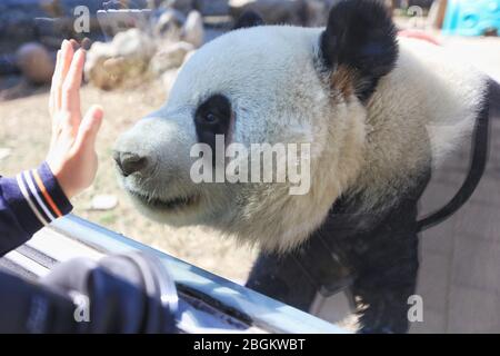 Pandas in Beijing Zoo, der nach 59-tägiger Schließung wieder eröffnet, genießen Sie die Interaktion mit Touristen, Peking, China, 23. März 2020. Touristen, die w Stockfoto