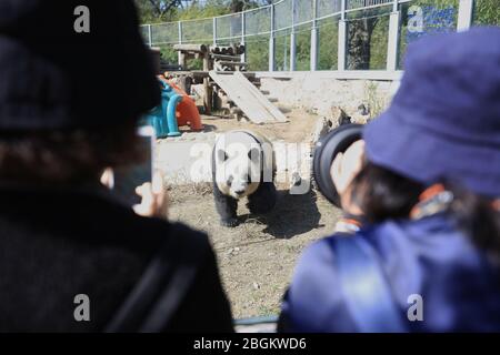 Pandas in Beijing Zoo, der nach 59-tägiger Schließung wieder eröffnet, genießen Sie die Interaktion mit Touristen, Peking, China, 23. März 2020. Touristen, die w Stockfoto