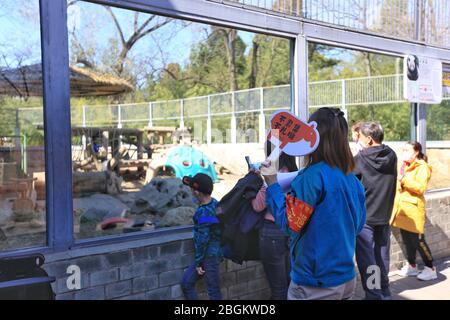 Pandas in Beijing Zoo, der nach 59-tägiger Schließung wieder eröffnet, genießen Sie die Interaktion mit Touristen, Peking, China, 23. März 2020. Touristen, die w Stockfoto