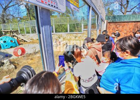 Pandas in Beijing Zoo, der nach 59-tägiger Schließung wieder eröffnet, genießen Sie die Interaktion mit Touristen, Peking, China, 23. März 2020. Touristen, die w Stockfoto