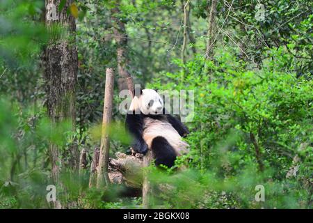 Ein Panda sitzt auf einem Baumstamm auf der Chengdu Forschungsbasis der Großen Panda Zucht in Chengdu Stadt, südwestlich Chinas Provinz Sichuan, 25. März 2020. Ch Stockfoto