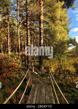 Haaga alpiruusupuisto auch bekannt als Rhododendron Park in Helsinki während der Herbstsaison, Uusimaa, Finnland Stockfoto