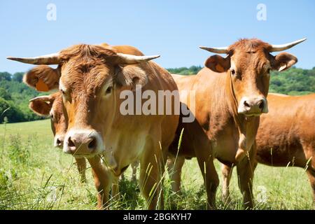 Porträt von Aubrac Rindern in einem Feld in Aveyron Stockfoto