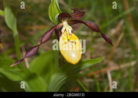 Nahaufnahme einer einzigen Lady's Slipper Orchidee, Gait Barrows, Cumbria England, UK Stockfoto