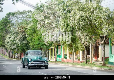 In Viñales, Kuba, gleitet ein Oldtimer durch Straßen, die von blühenden Bäumen gesäumt sind, und ruft Nostalgie und zeitlosen Charme in der malerischen Umgebung hervor. Stockfoto