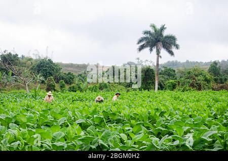 Drei Männer arbeiten in einem Tabakfeld in Vinales Stockfoto