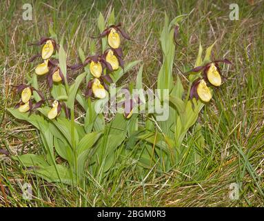 Mehrere Lady's Slipper Orchideen, Gait Barrows, Cumbria, England Stockfoto