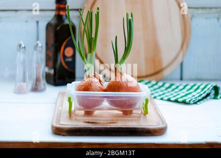 Auf dem Küchentisch keimte Zwiebeln. Grüne Zwiebel Nahaufnahme. Stockfoto