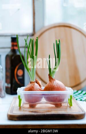 Auf dem Küchentisch keimte Zwiebeln. Grüne Zwiebel Nahaufnahme. Stockfoto