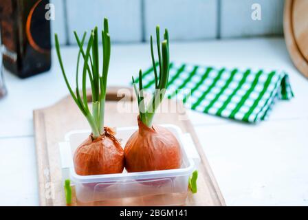 Auf dem Küchentisch keimte Zwiebeln. Grüne Zwiebel Nahaufnahme. Stockfoto